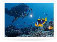 Fiji Dive
